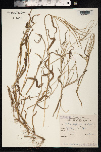 Digitaria sanguinalis image