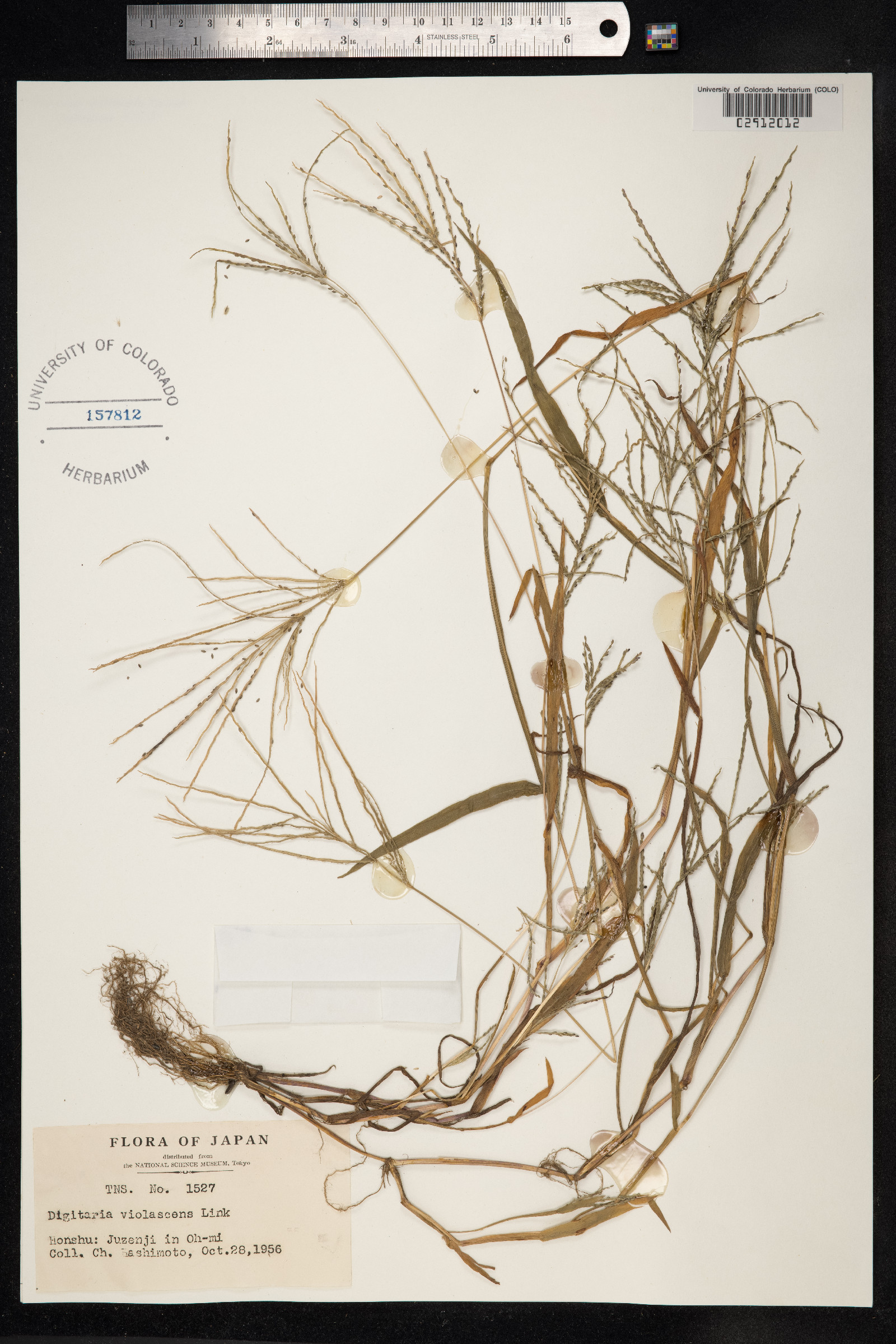 Digitaria violascens image