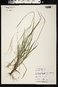 Digitaria violascens image