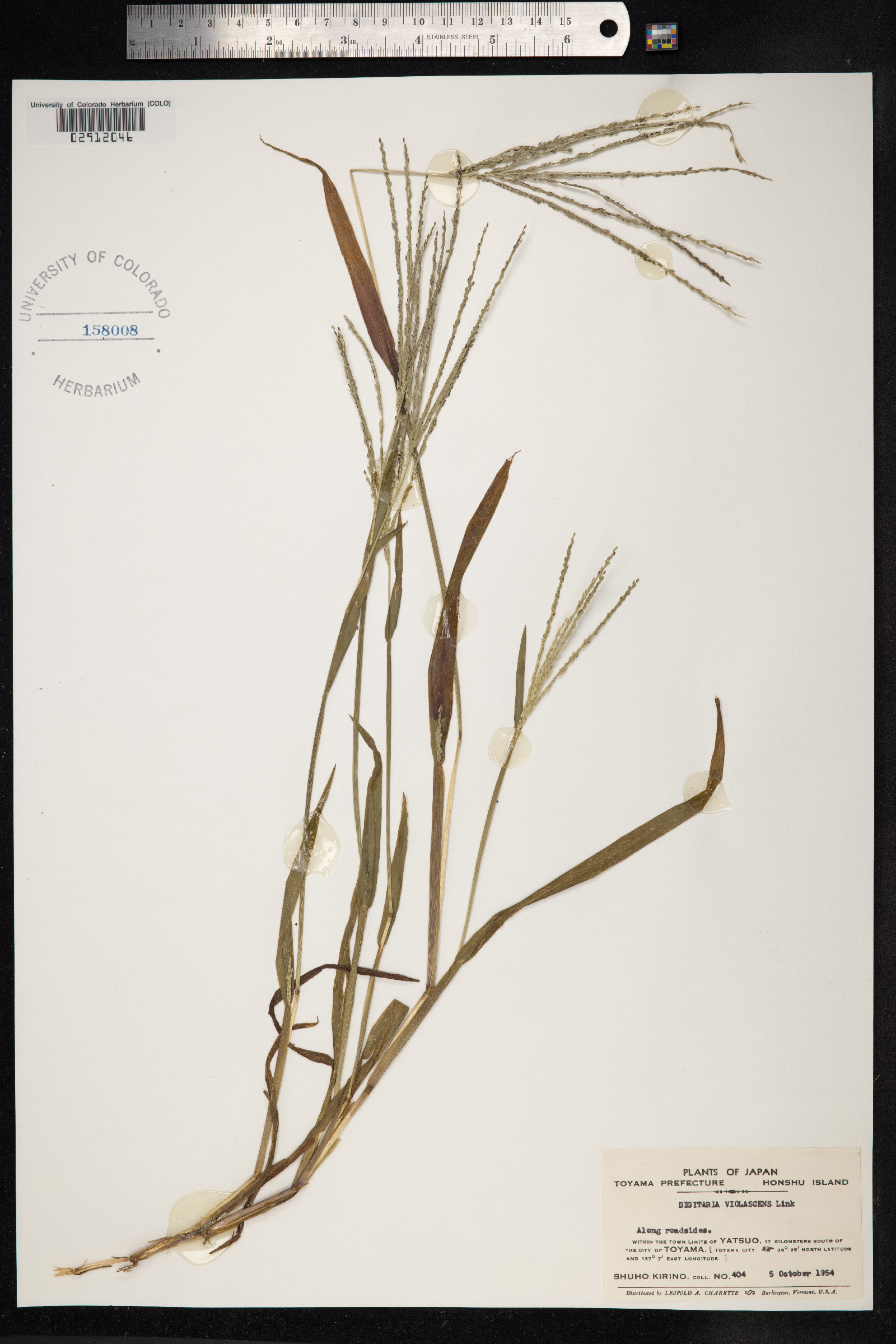 Digitaria violascens image