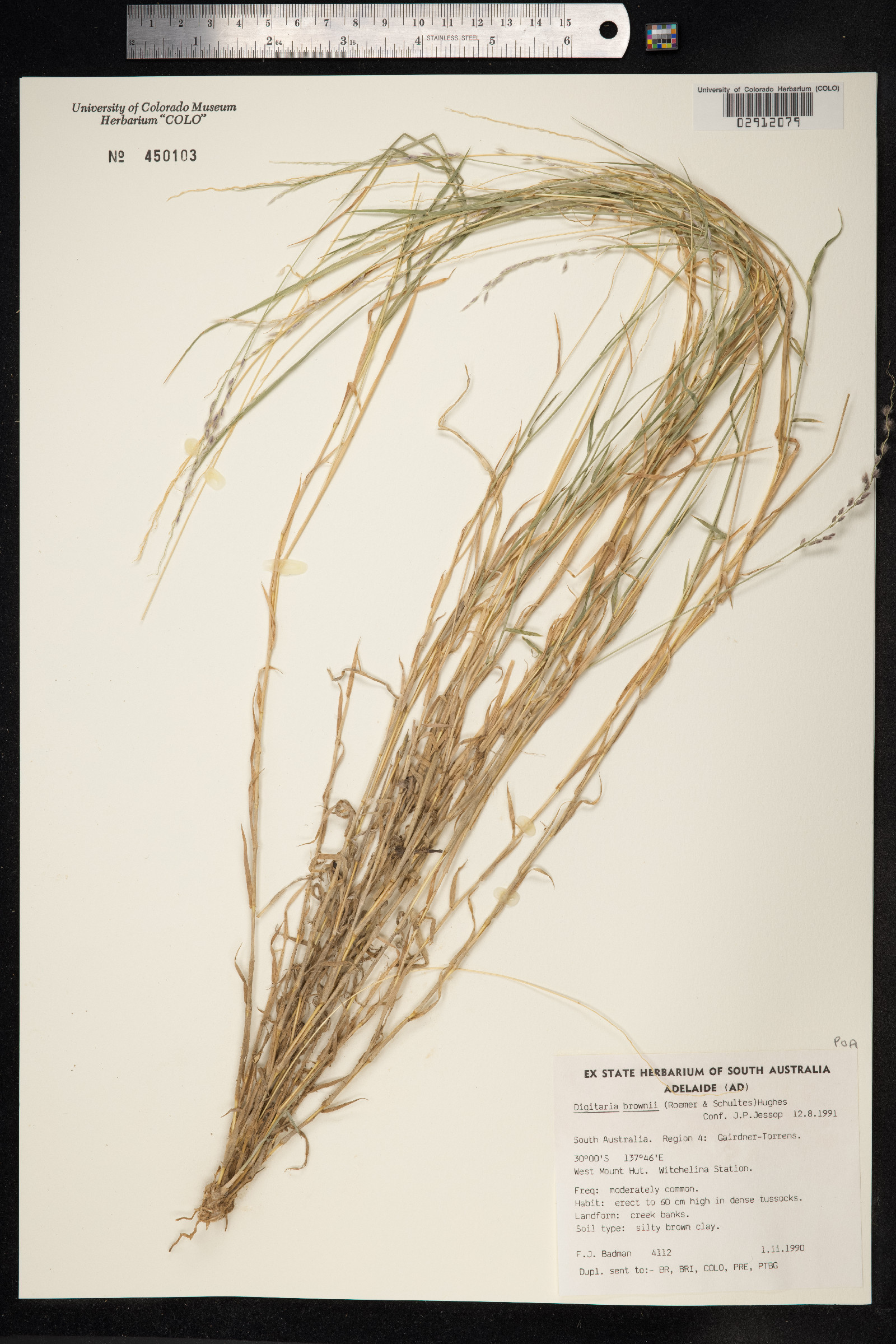 Digitaria brownii image