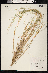 Image of Digitaria brownii
