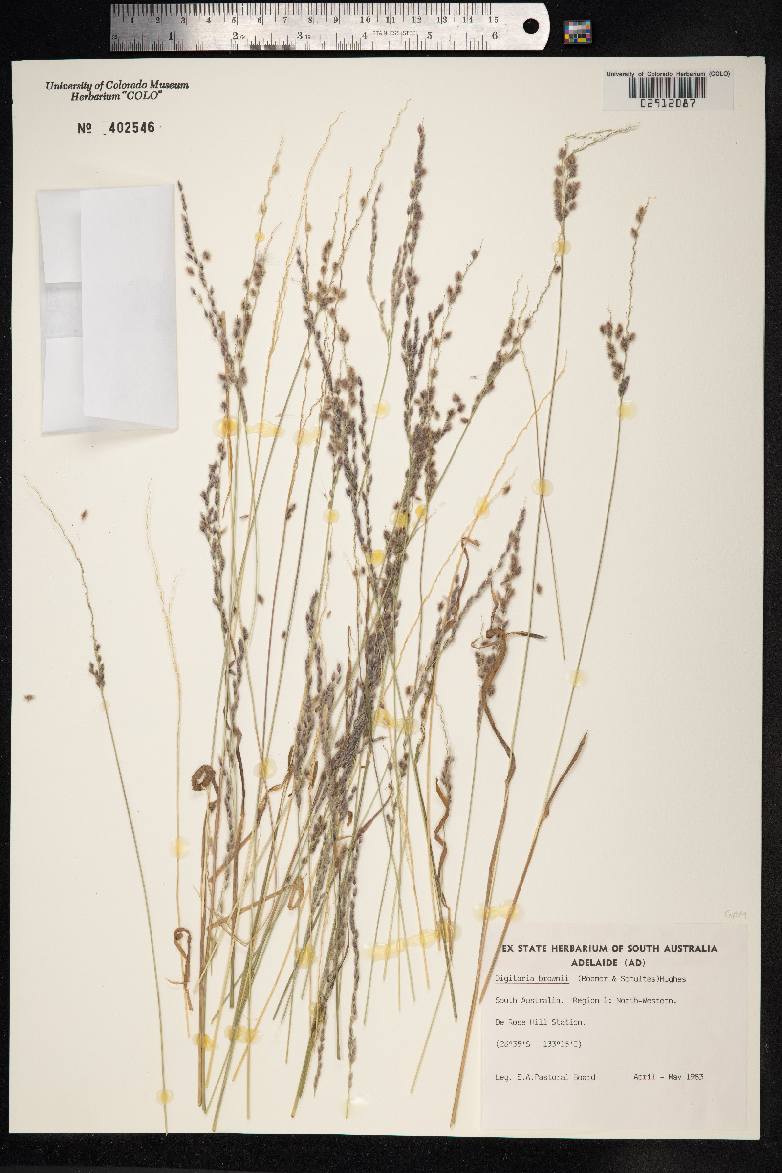 Digitaria brownii image