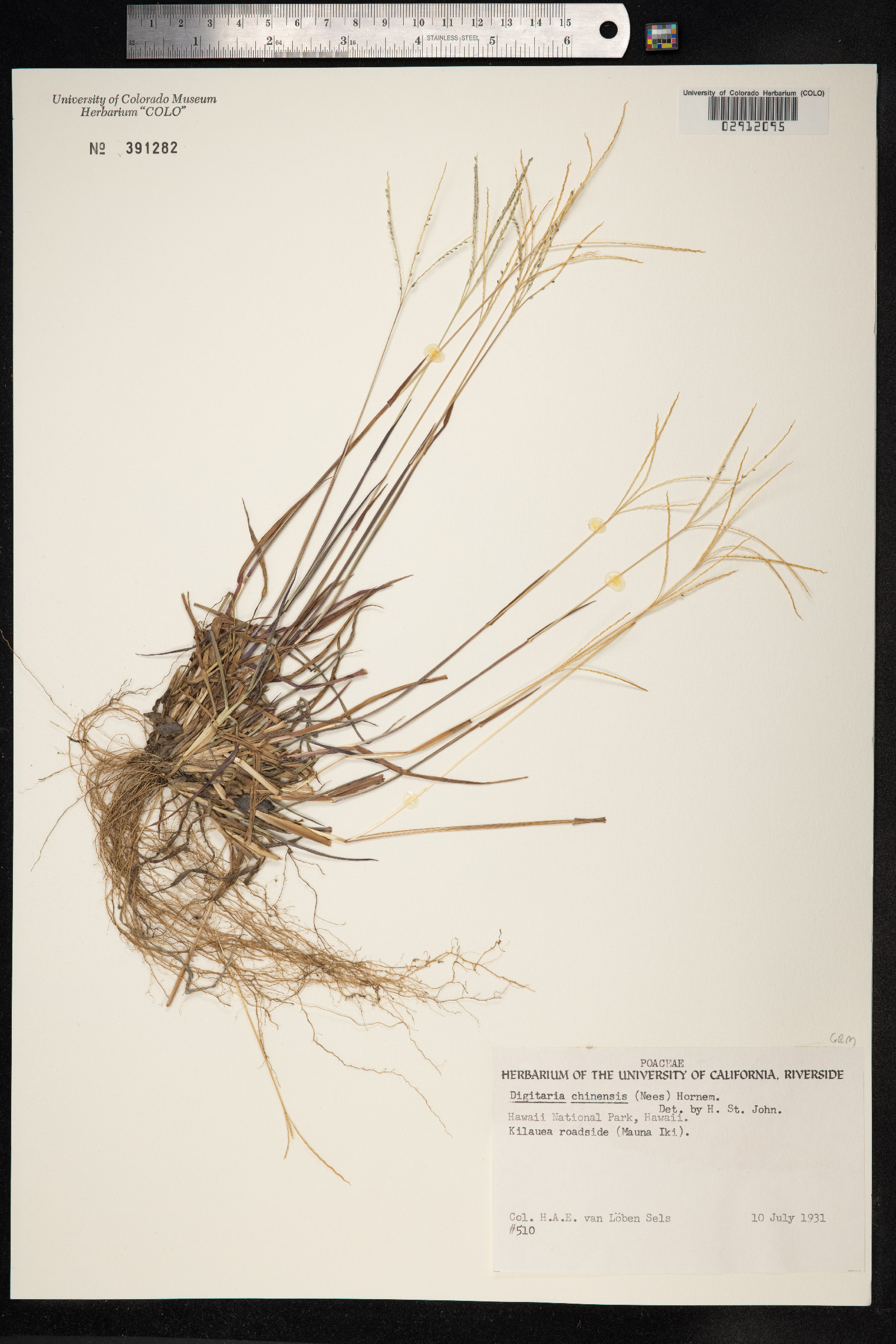 Digitaria violascens image