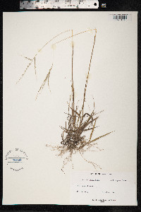 Image of Digitaria eggersii