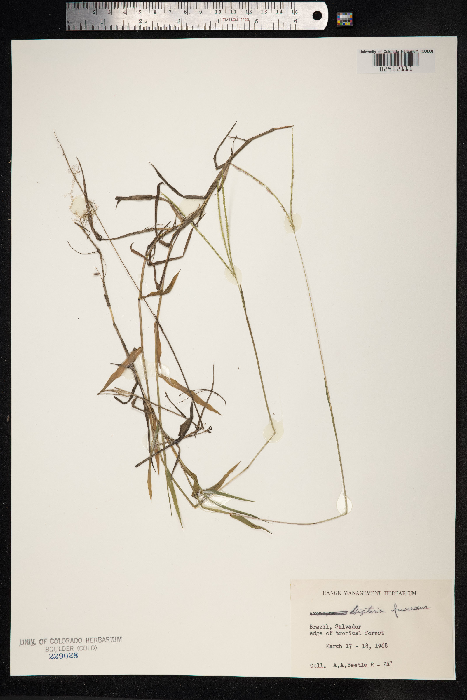 Digitaria fuscescens image