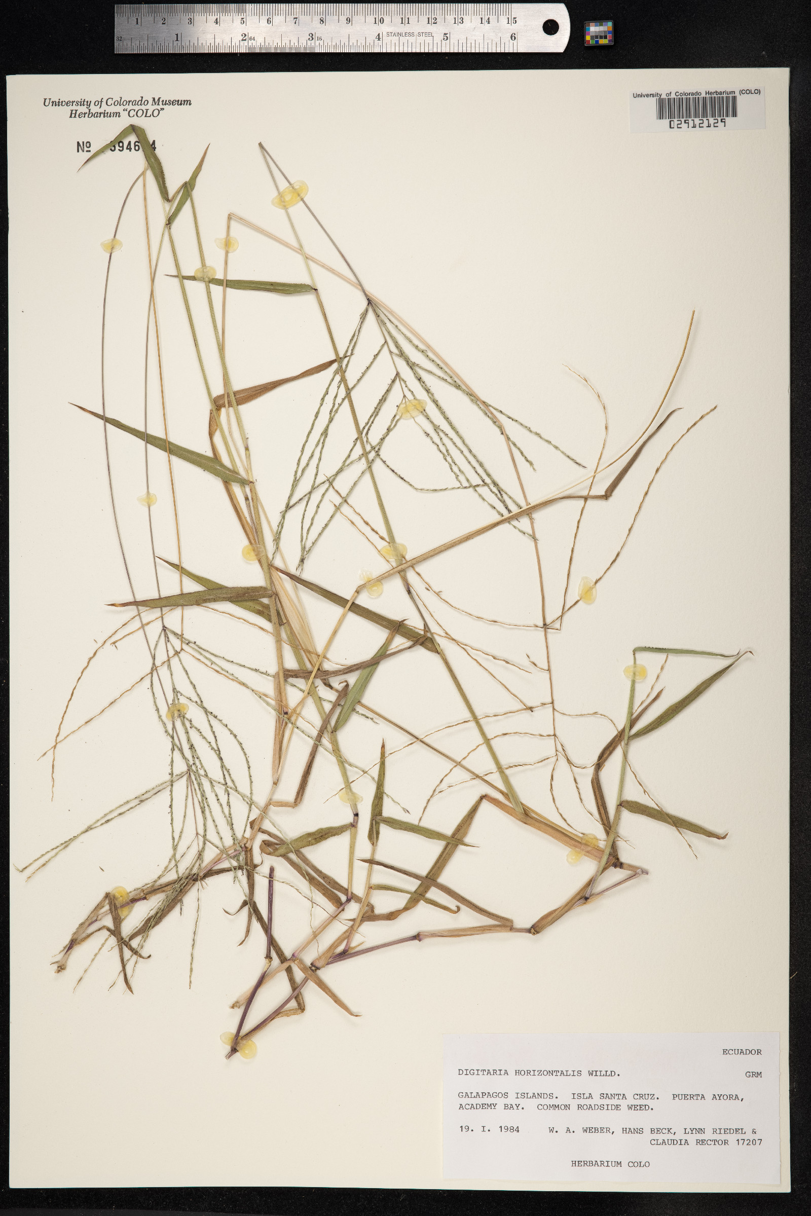 Digitaria horizontalis image