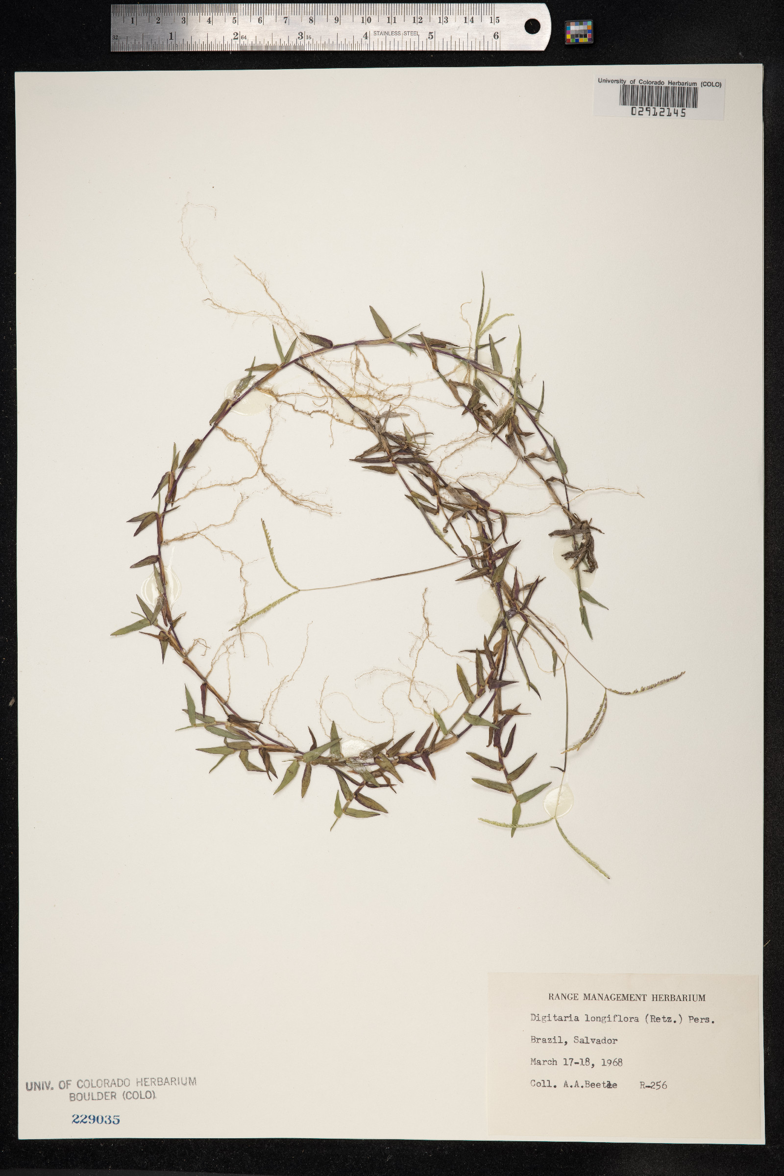 Digitaria longiflora image