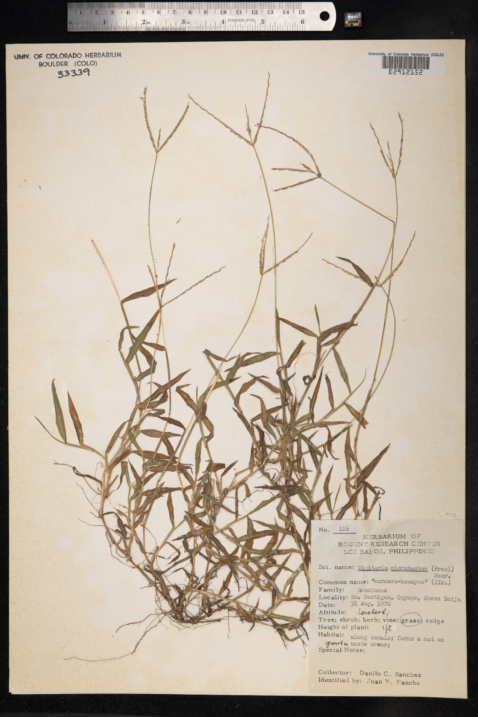 Digitaria setigera image