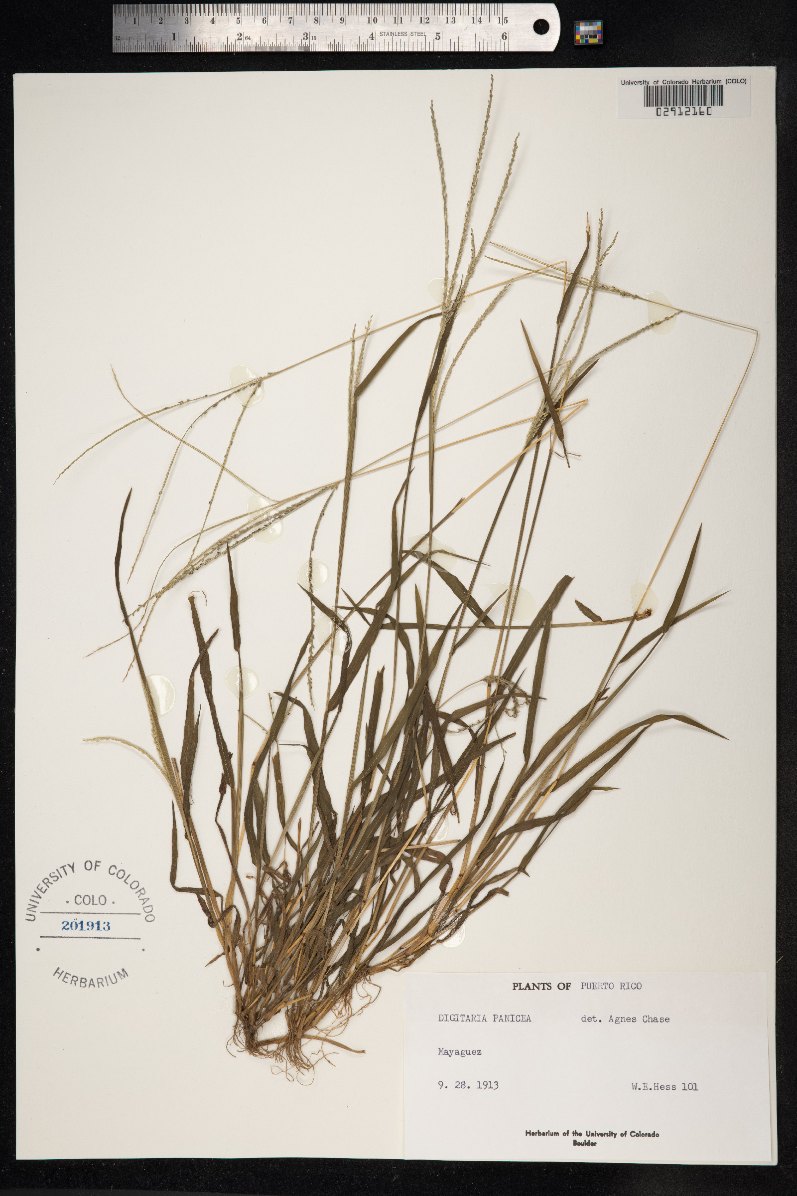 Digitaria panicea image