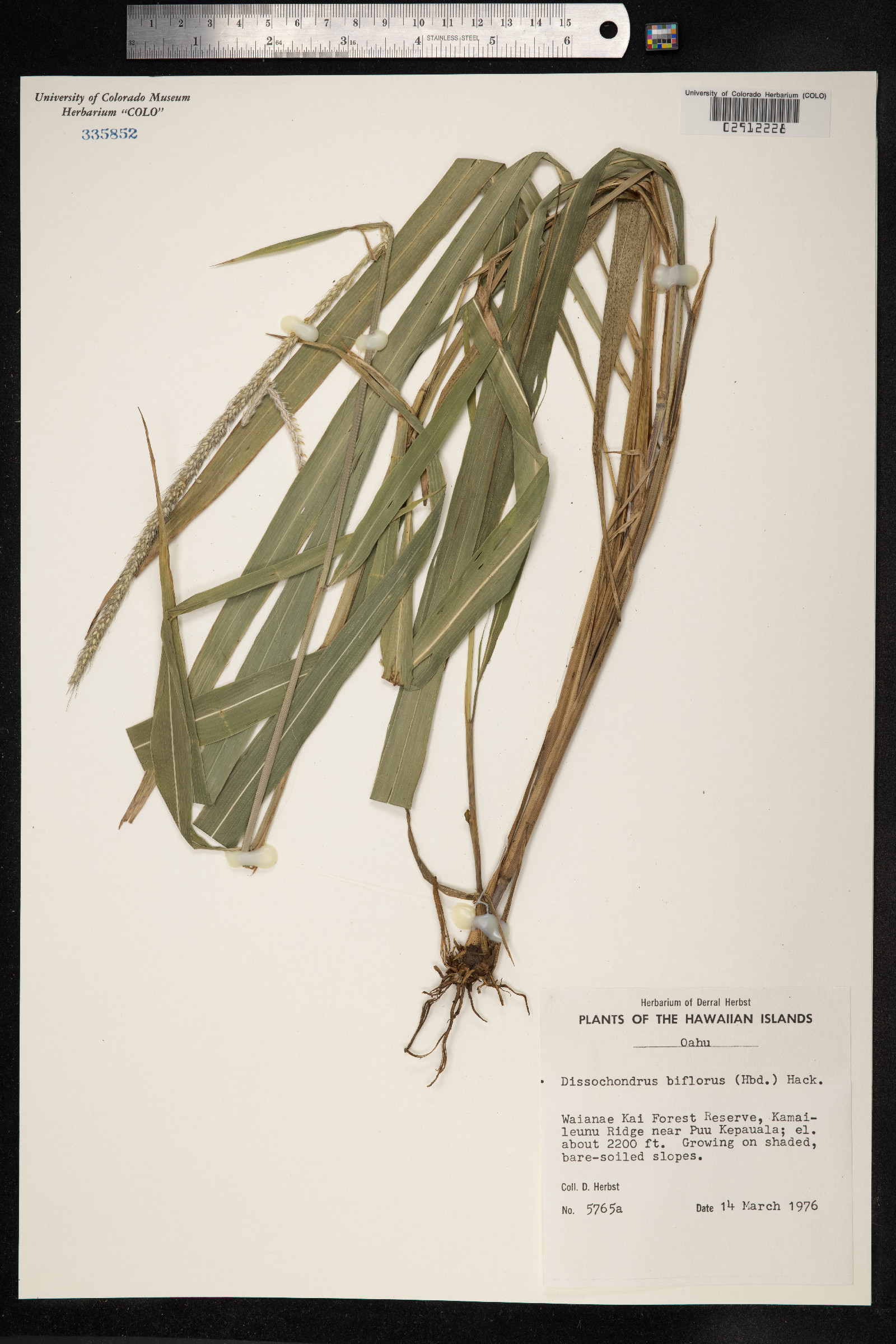 Dissochondrus image