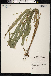 Image of Dissochondrus biflorus