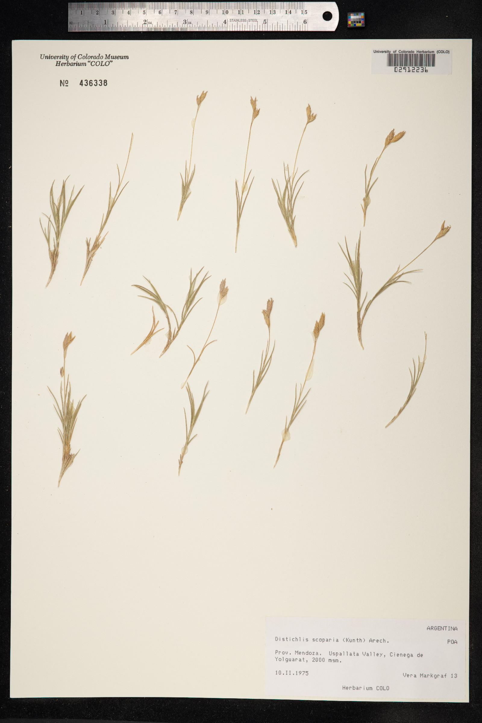 Distichlis scoparia image