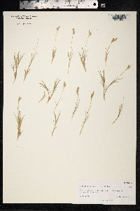 Image of Distichlis scoparia