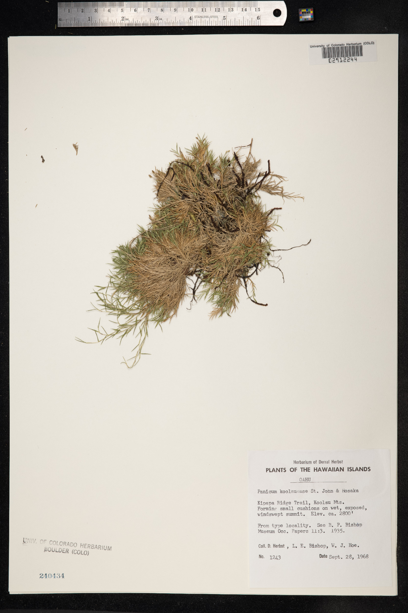 Dichanthelium koolauense image