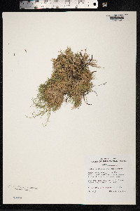 Image of Dichanthelium koolauense