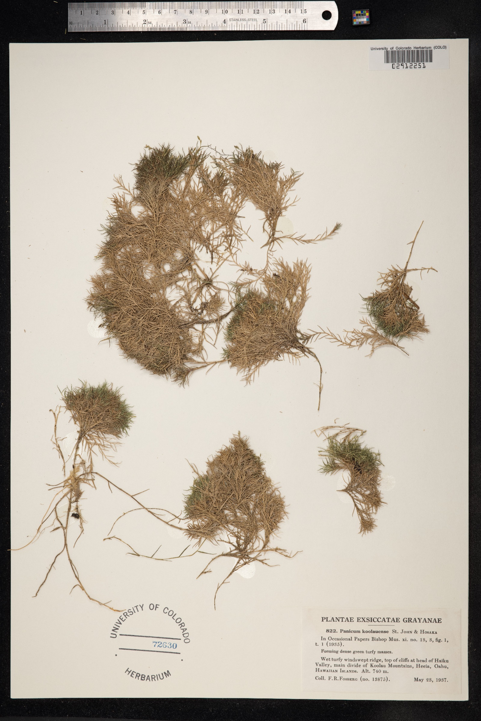Dichanthelium koolauense image