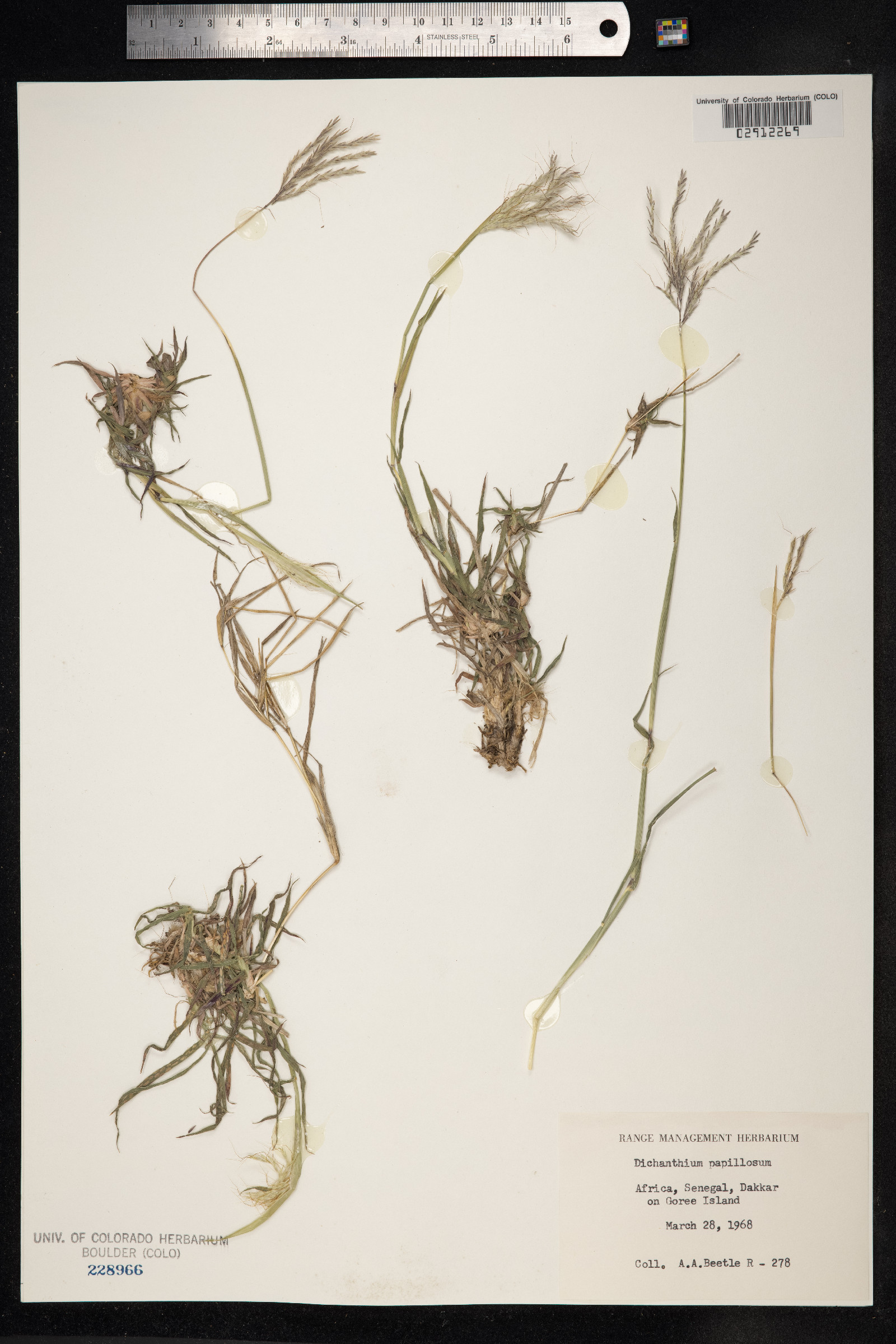 Dichanthium annulatum var. papillosum image