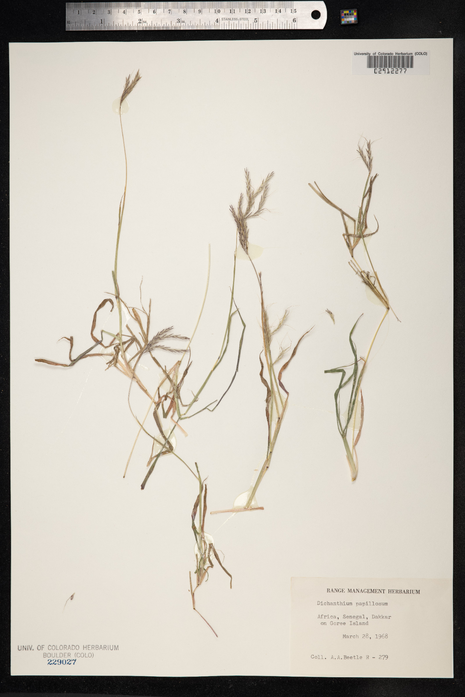 Dichanthium annulatum var. papillosum image