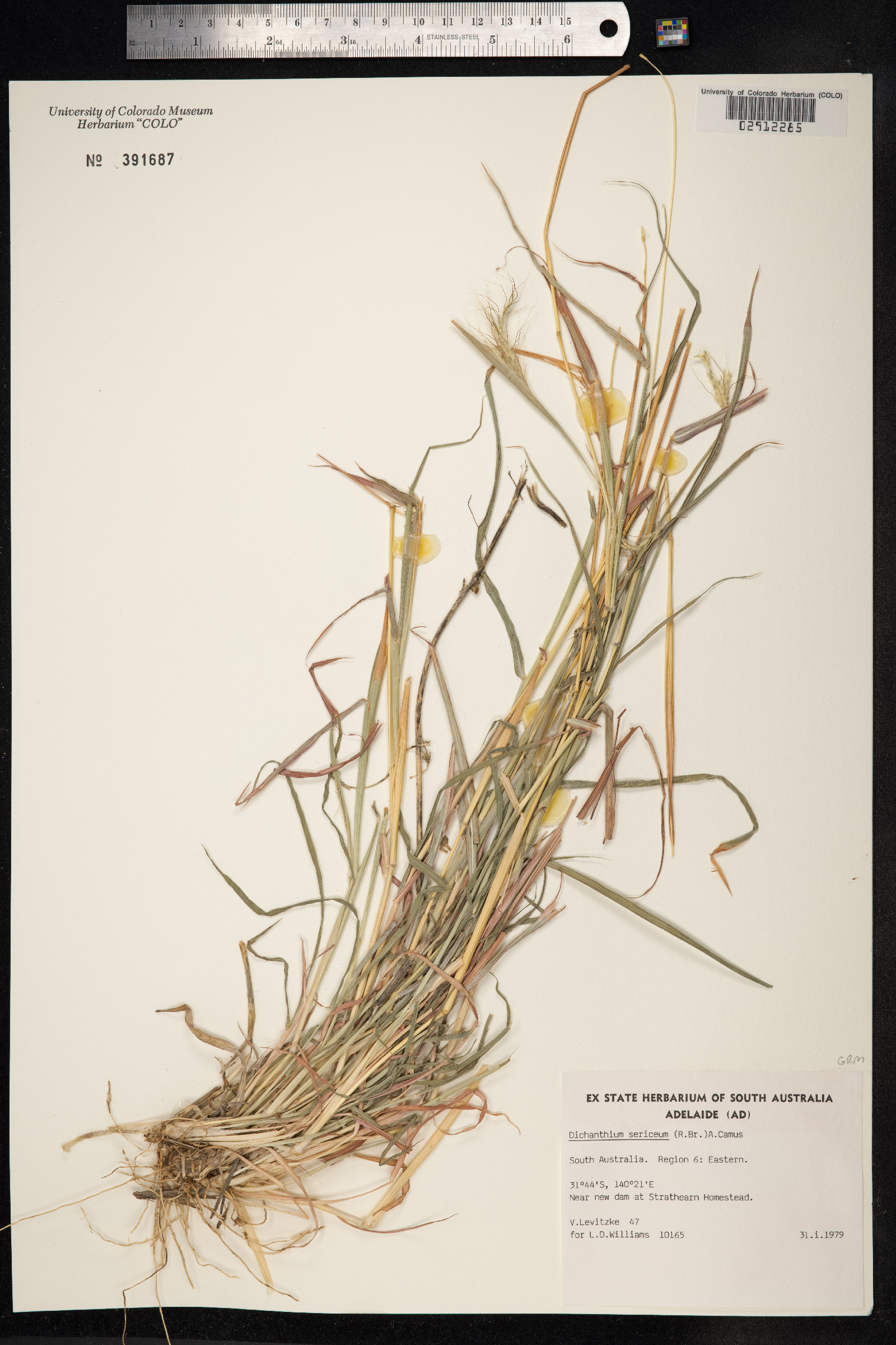 Dichanthium sericeum image