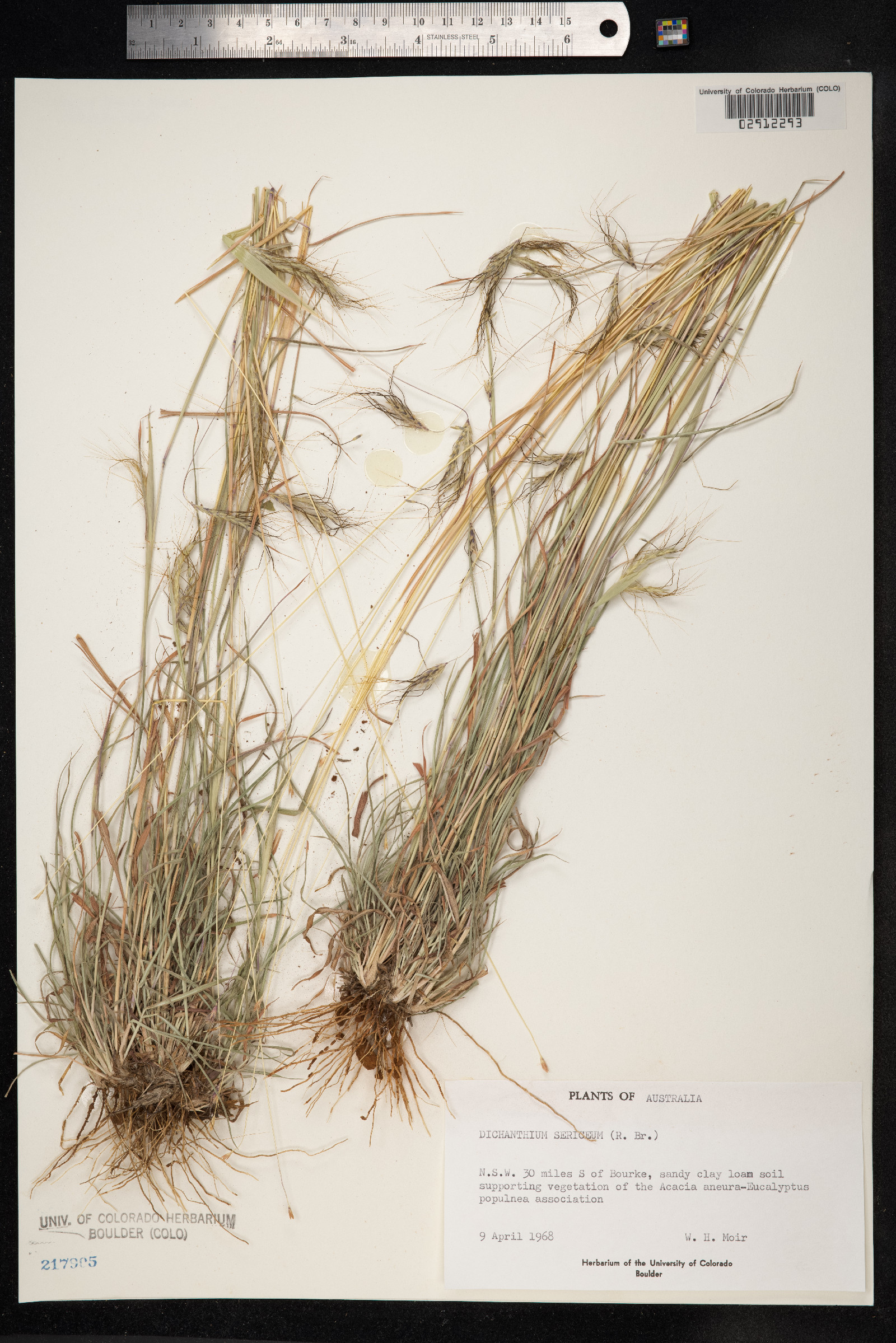 Dichanthium sericeum image