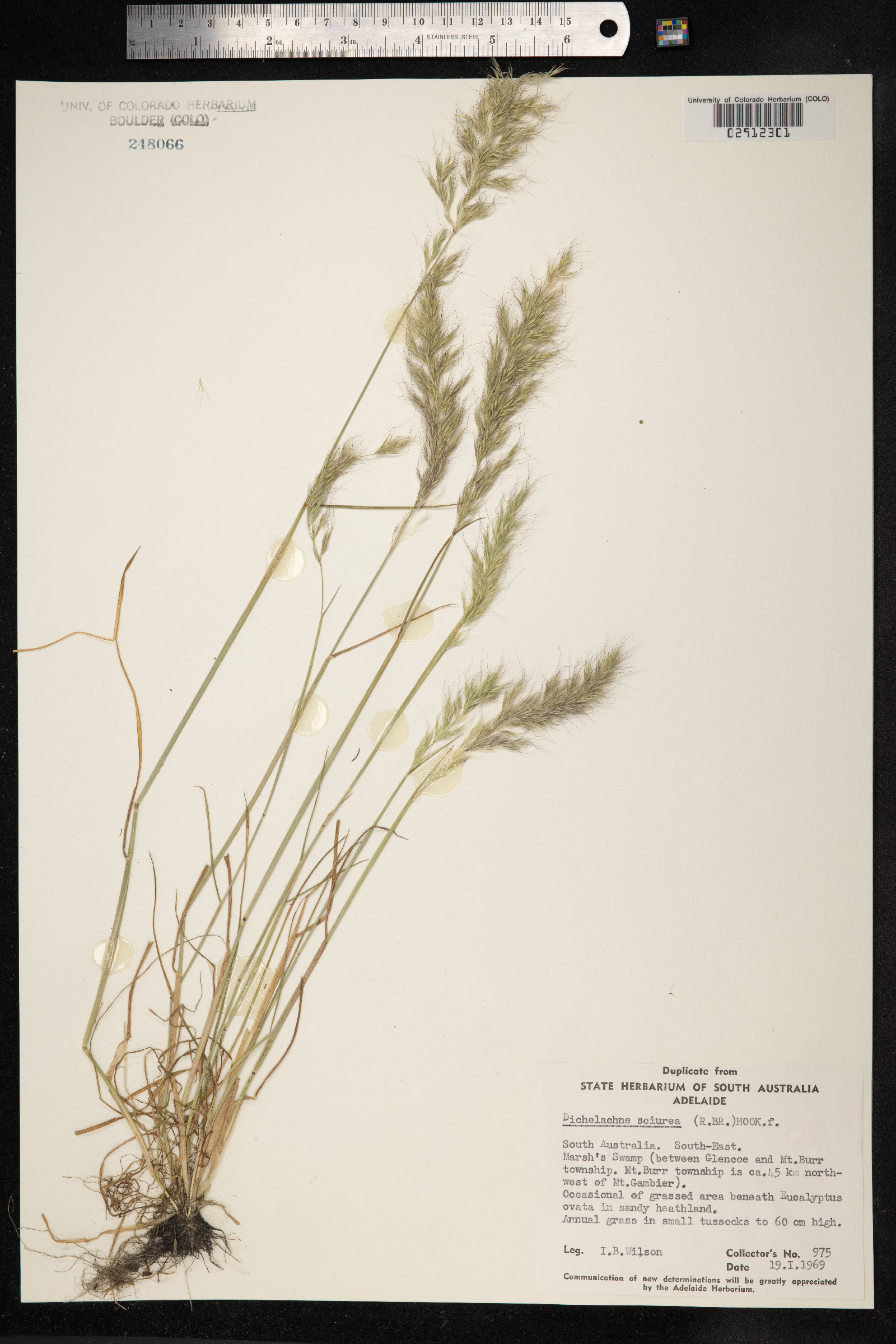 Dichelachne micrantha image