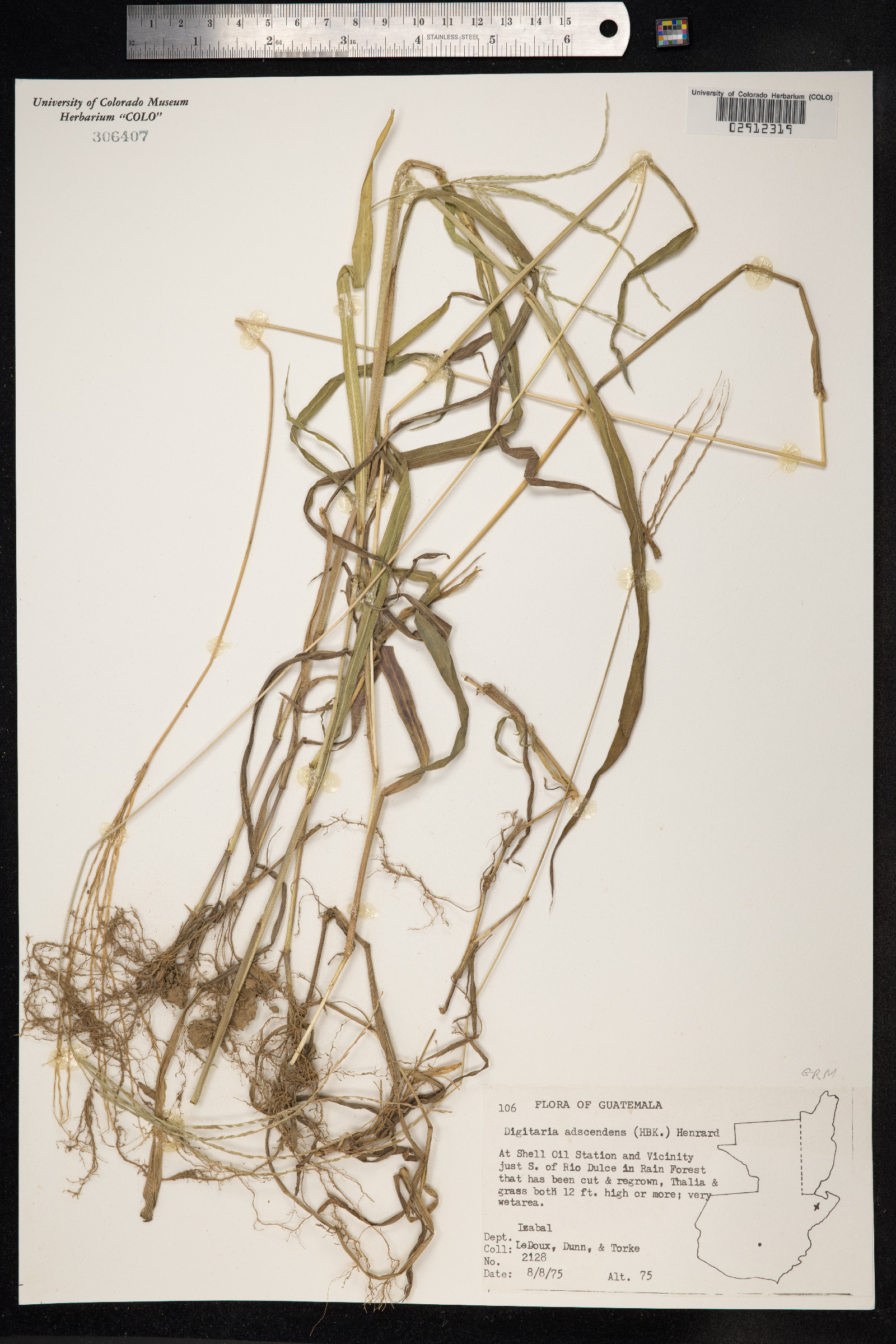 Digitaria ciliaris image