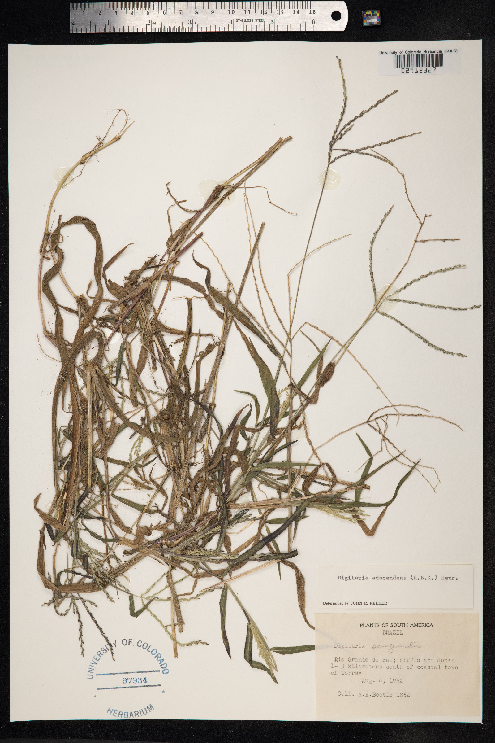 Digitaria ciliaris image