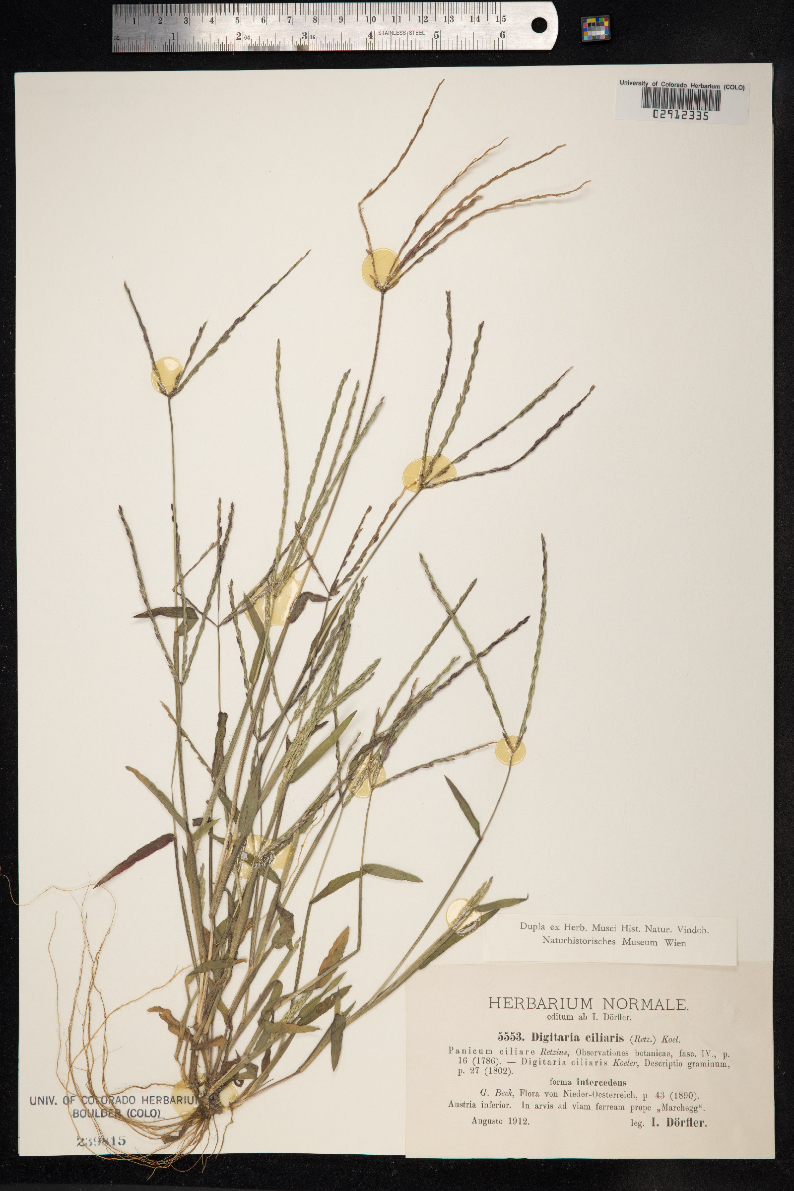 Digitaria ciliaris image