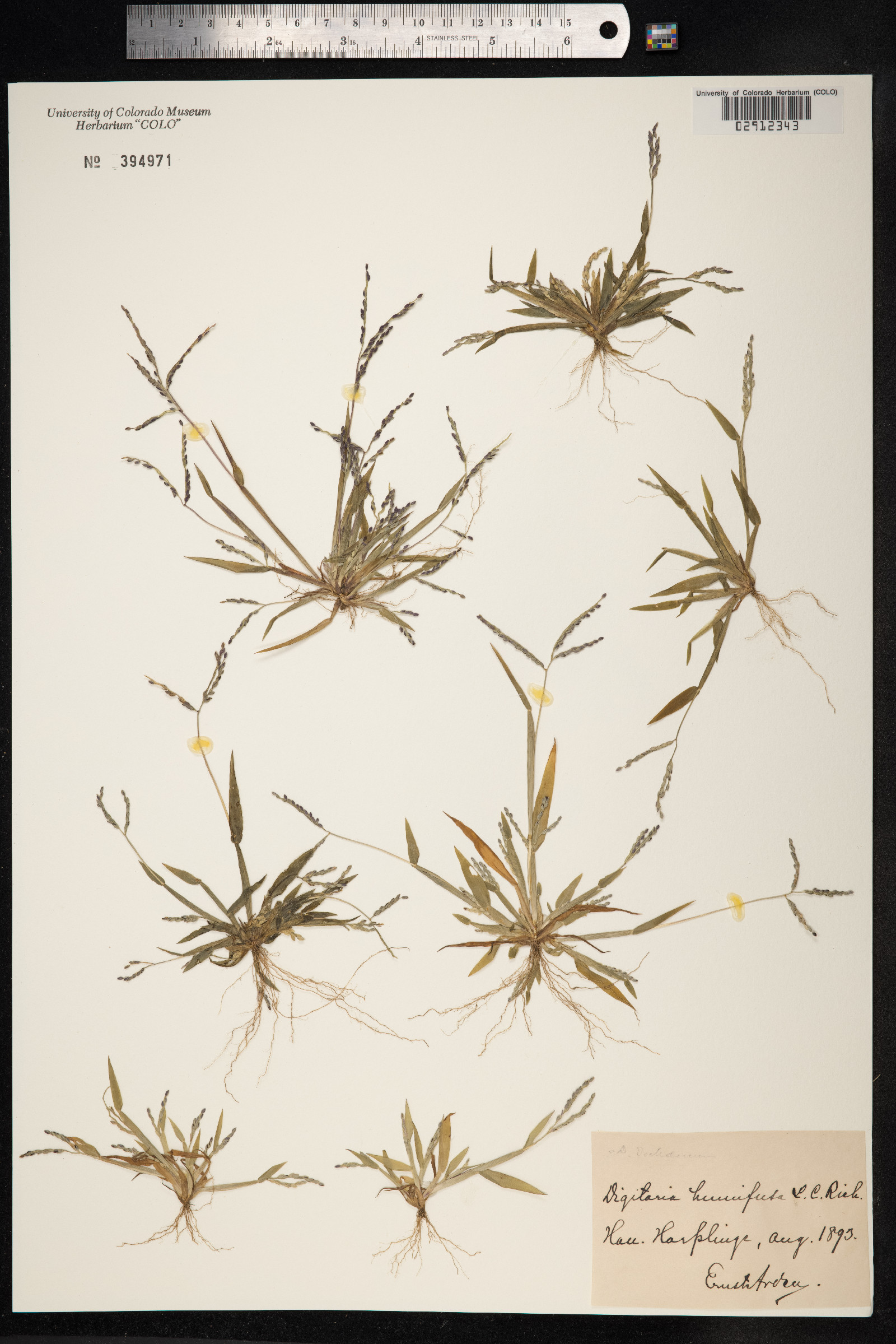 Digitaria ischaemum image