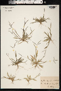 Digitaria ischaemum image