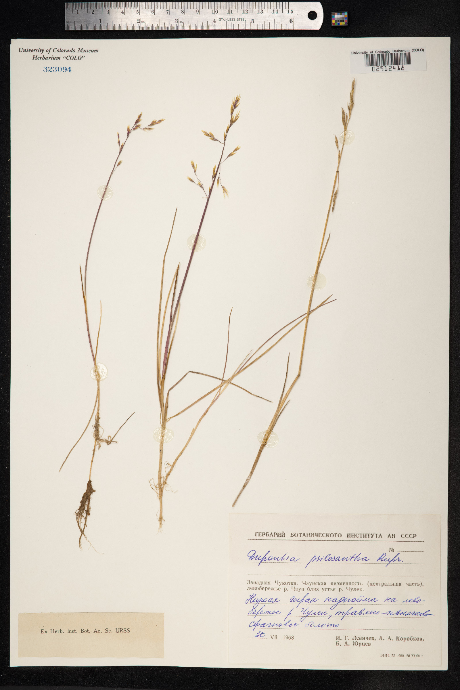 Dupontia fisheri ssp. psilosantha image