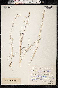Dupontia fisheri ssp. psilosantha image