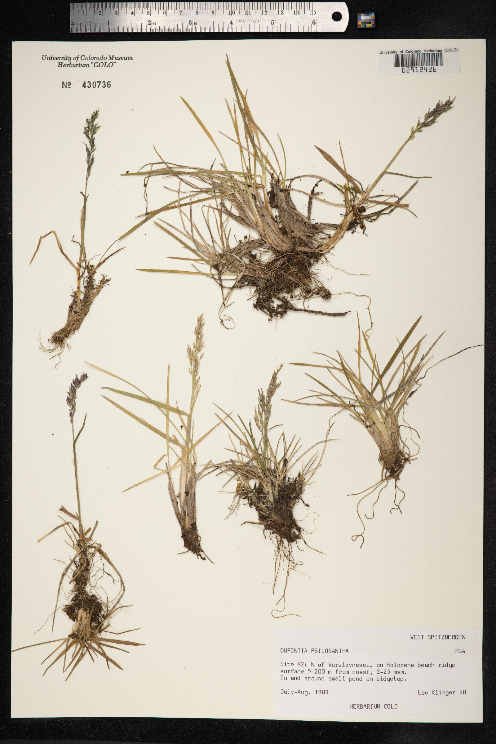 Dupontia fisheri ssp. psilosantha image