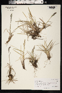 Dupontia fisheri ssp. psilosantha image