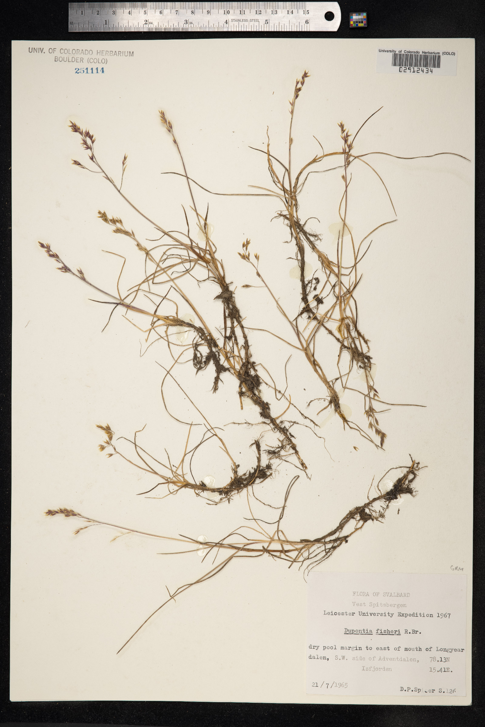 Dupontia fisheri ssp. psilosantha image