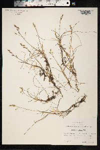 Dupontia fisheri ssp. psilosantha image