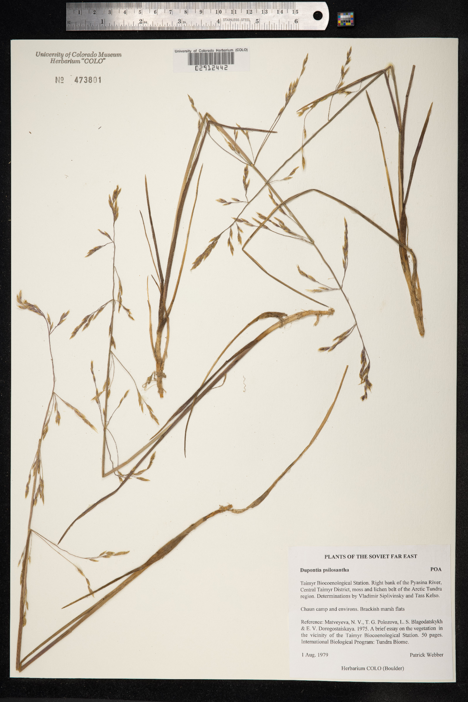 Dupontia fisheri image