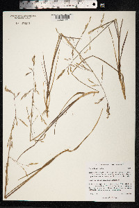 Dupontia fisheri ssp. psilosantha image