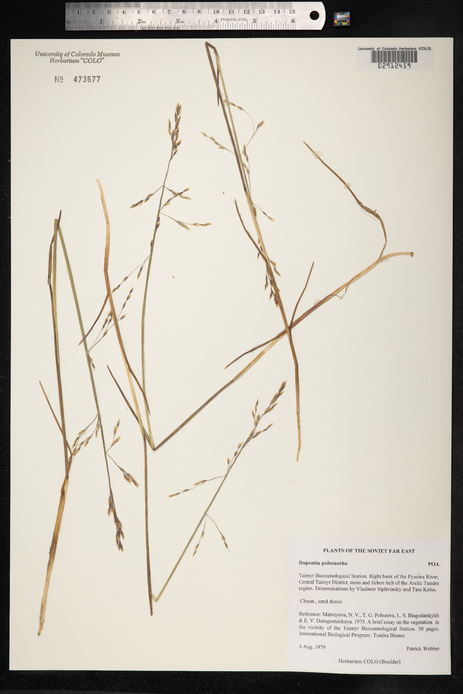 Dupontia fisheri ssp. psilosantha image