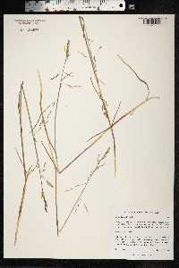 Dupontia fisheri ssp. psilosantha image