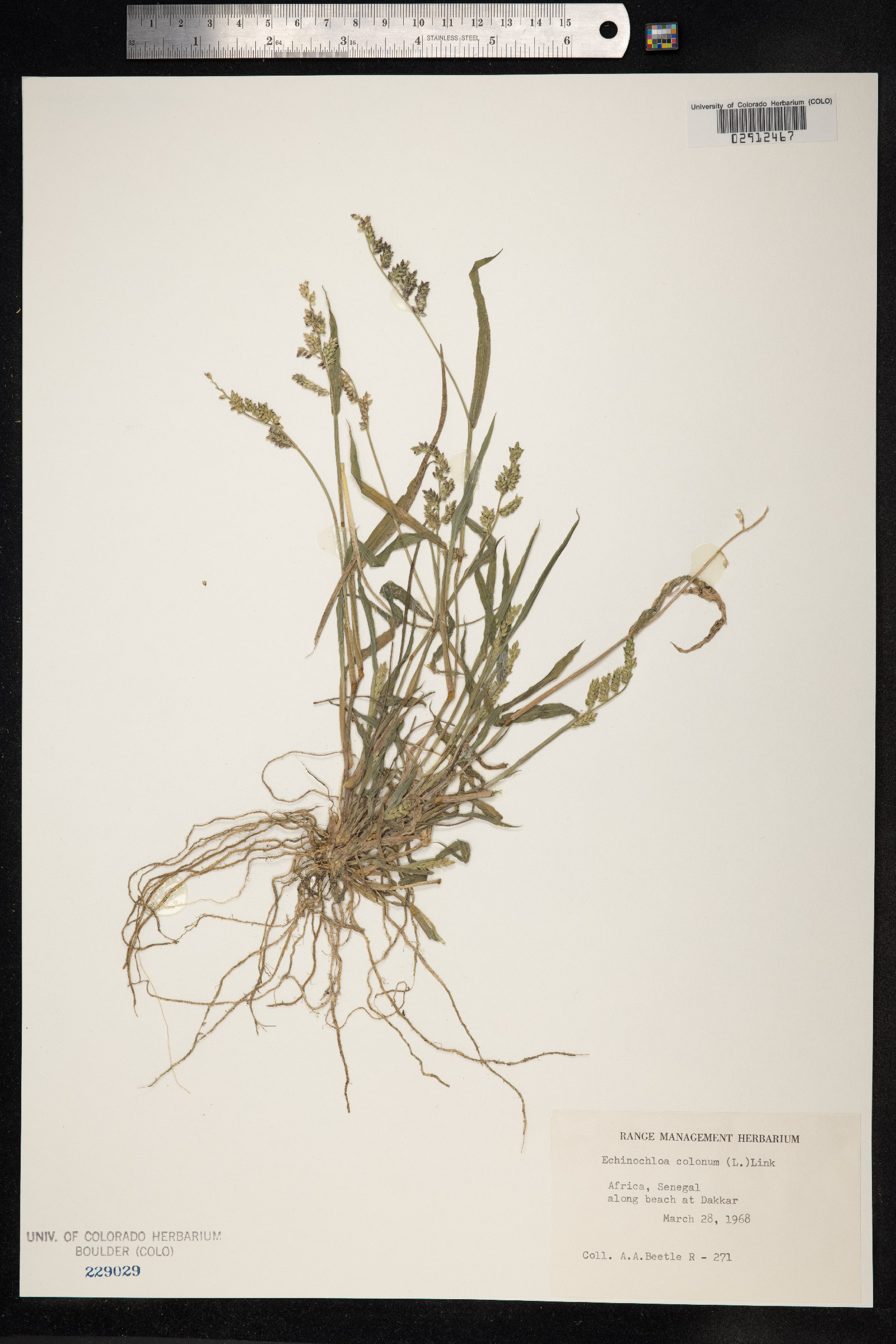 Echinochloa image