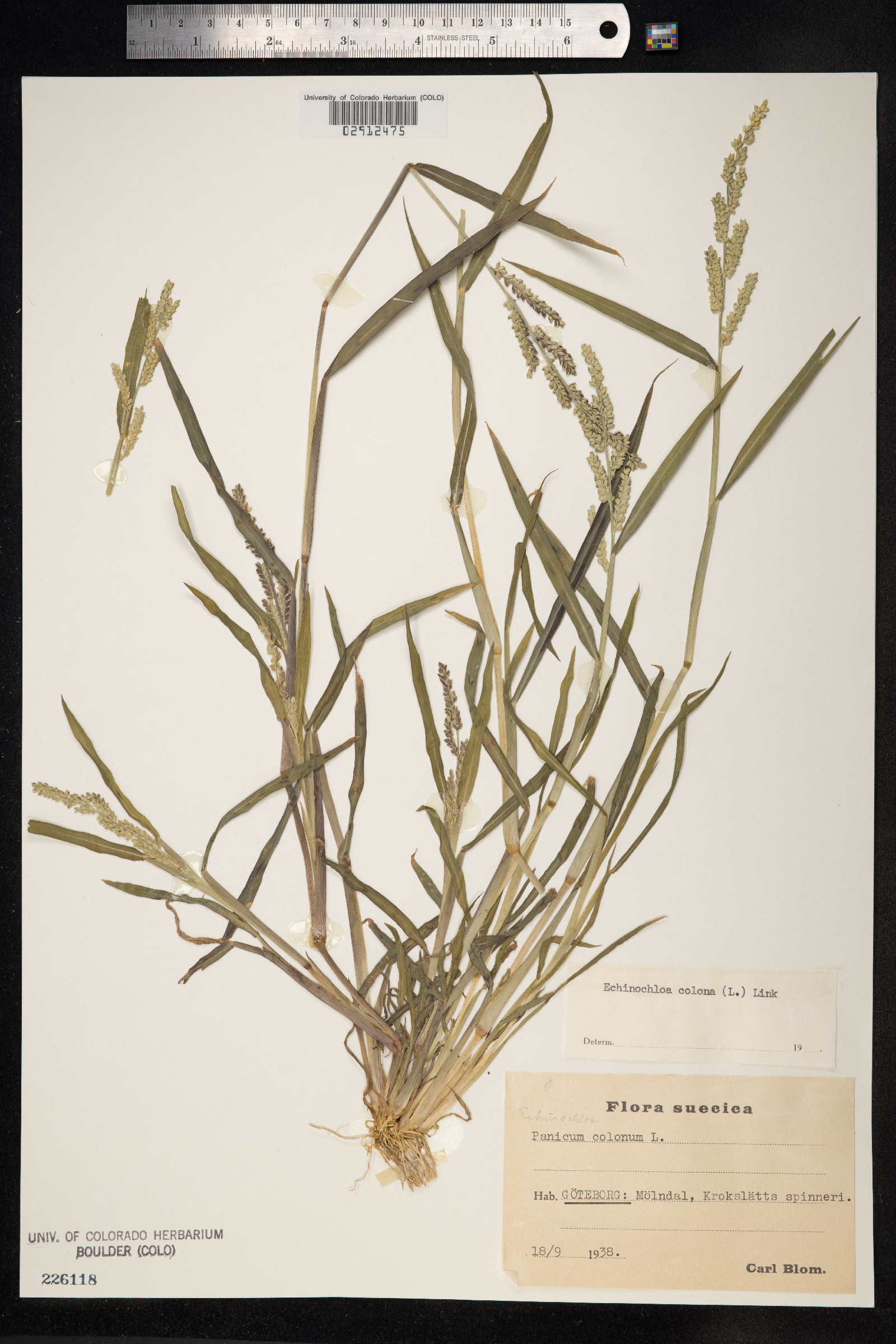 Echinochloa colona image