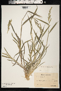 Echinochloa colona image