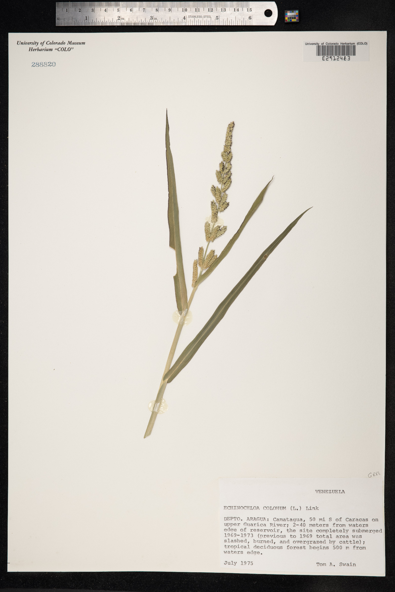 Echinochloa colona image