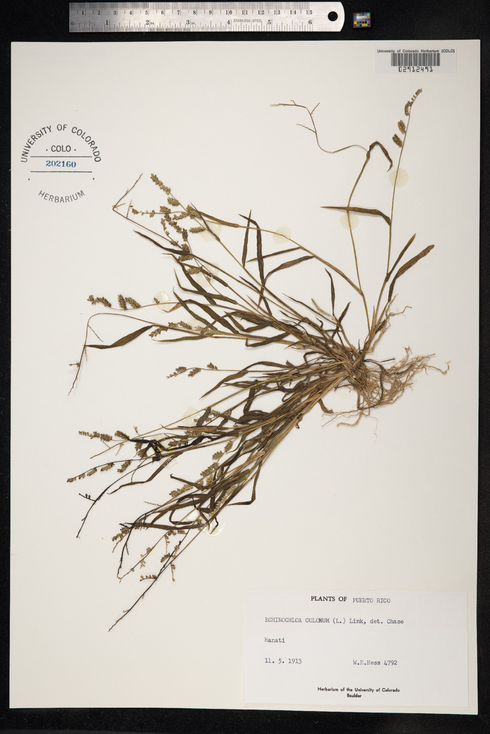Echinochloa colona image