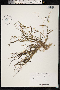 Echinochloa colona image