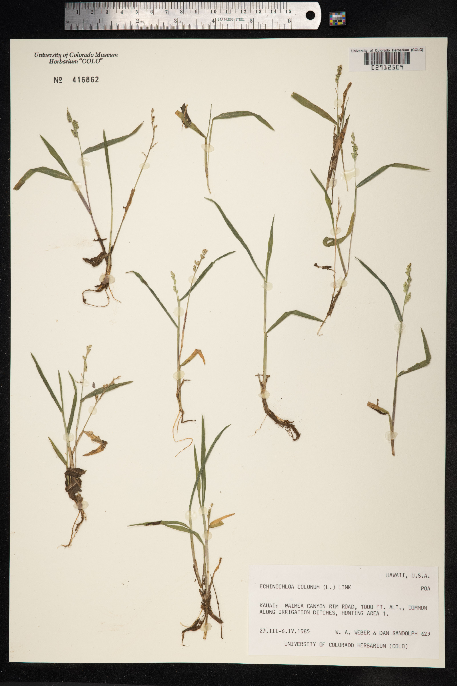 Echinochloa colona image