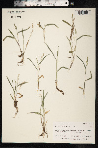 Echinochloa colona image