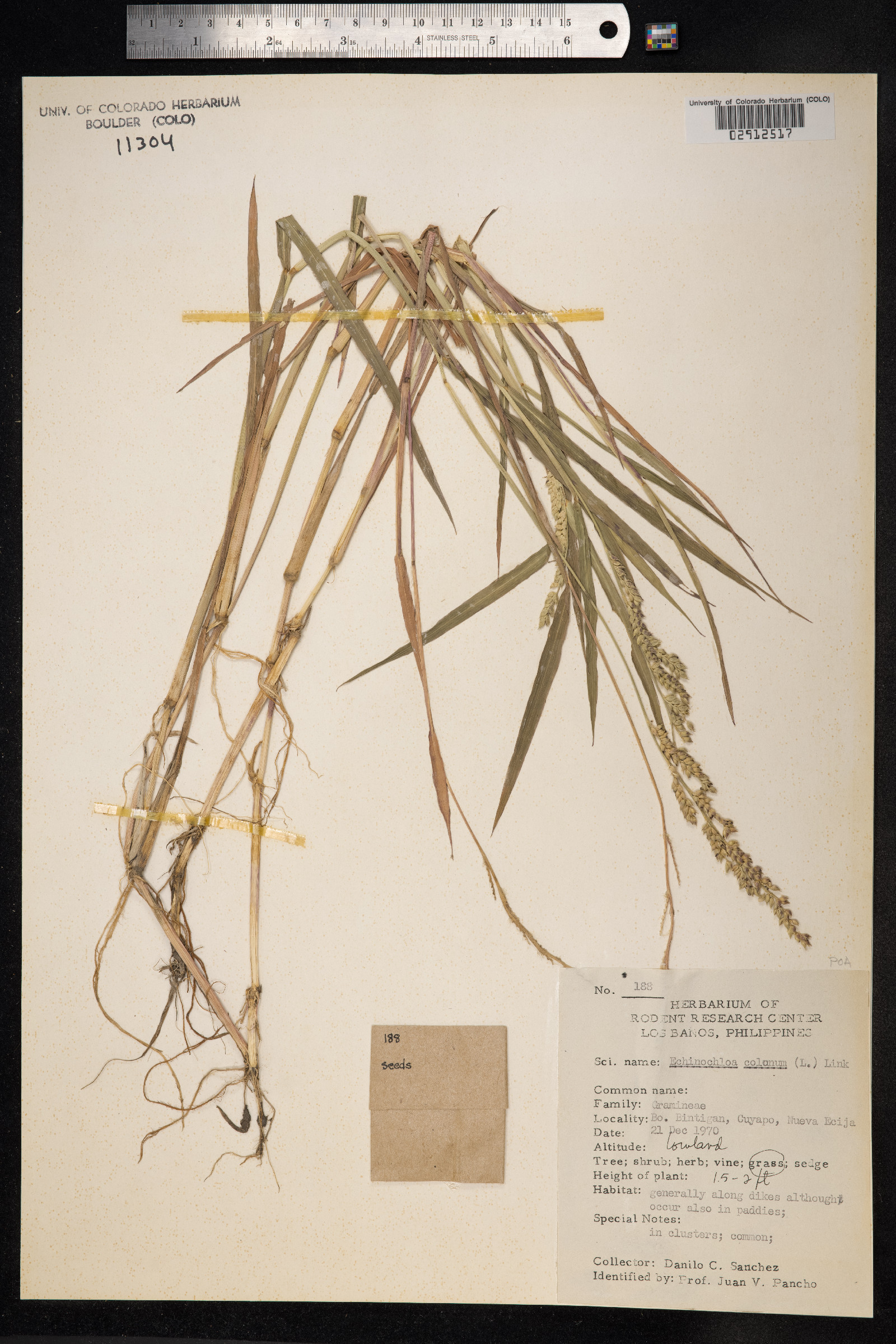 Echinochloa colona image